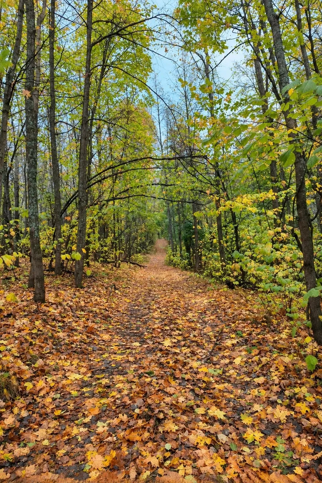 Осенний лес🍂