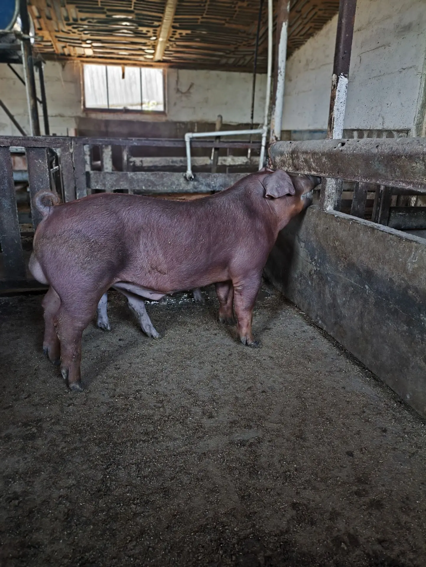Будущий производитель # БУРый# 🐖