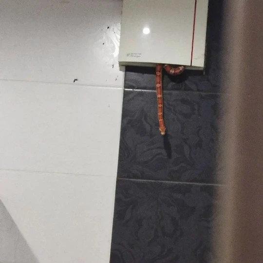 🐍«Анаконда» напугала москвича в душе — змея выползла из вентиляции.