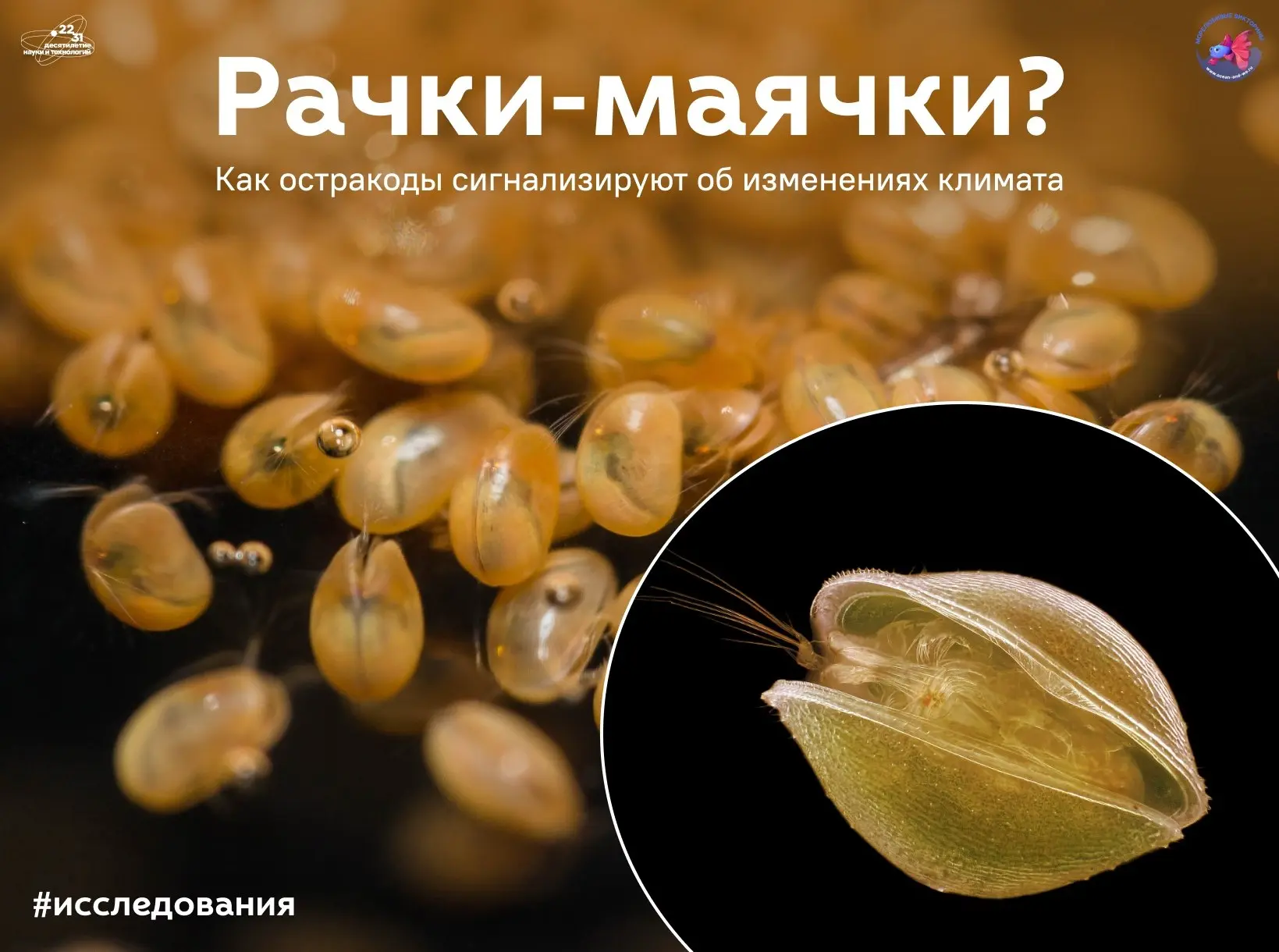 Что остракоды расскажут о Восточно-Сибирском море? 🧐