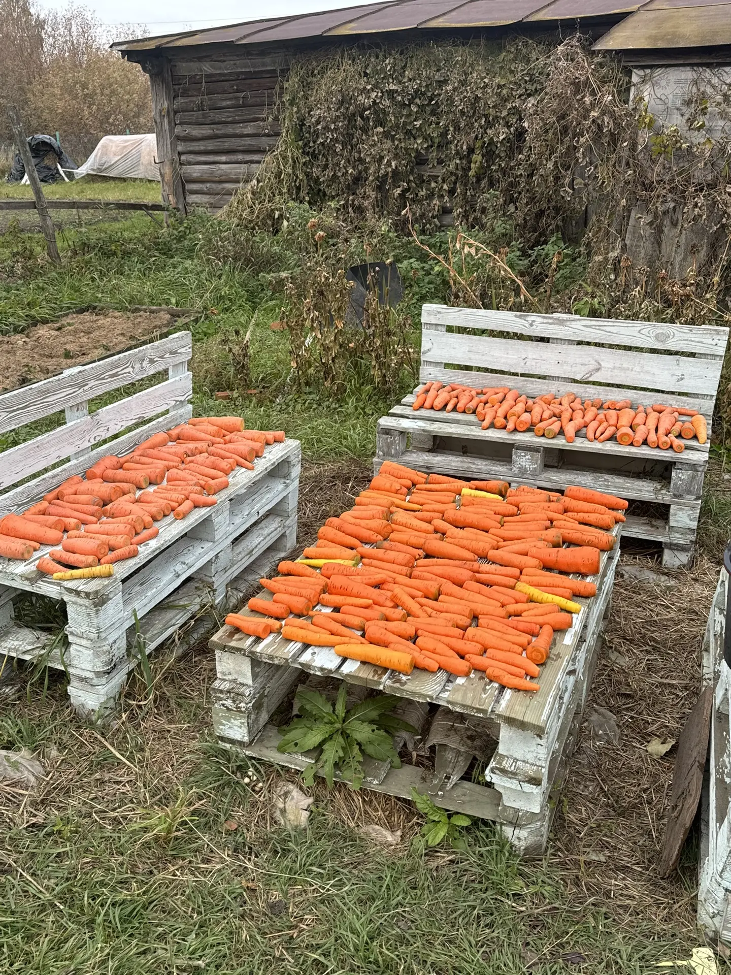 Вот в таком виде морковь храним, в этом году очень сочная морковь 🥕 чем обычно, салаты...