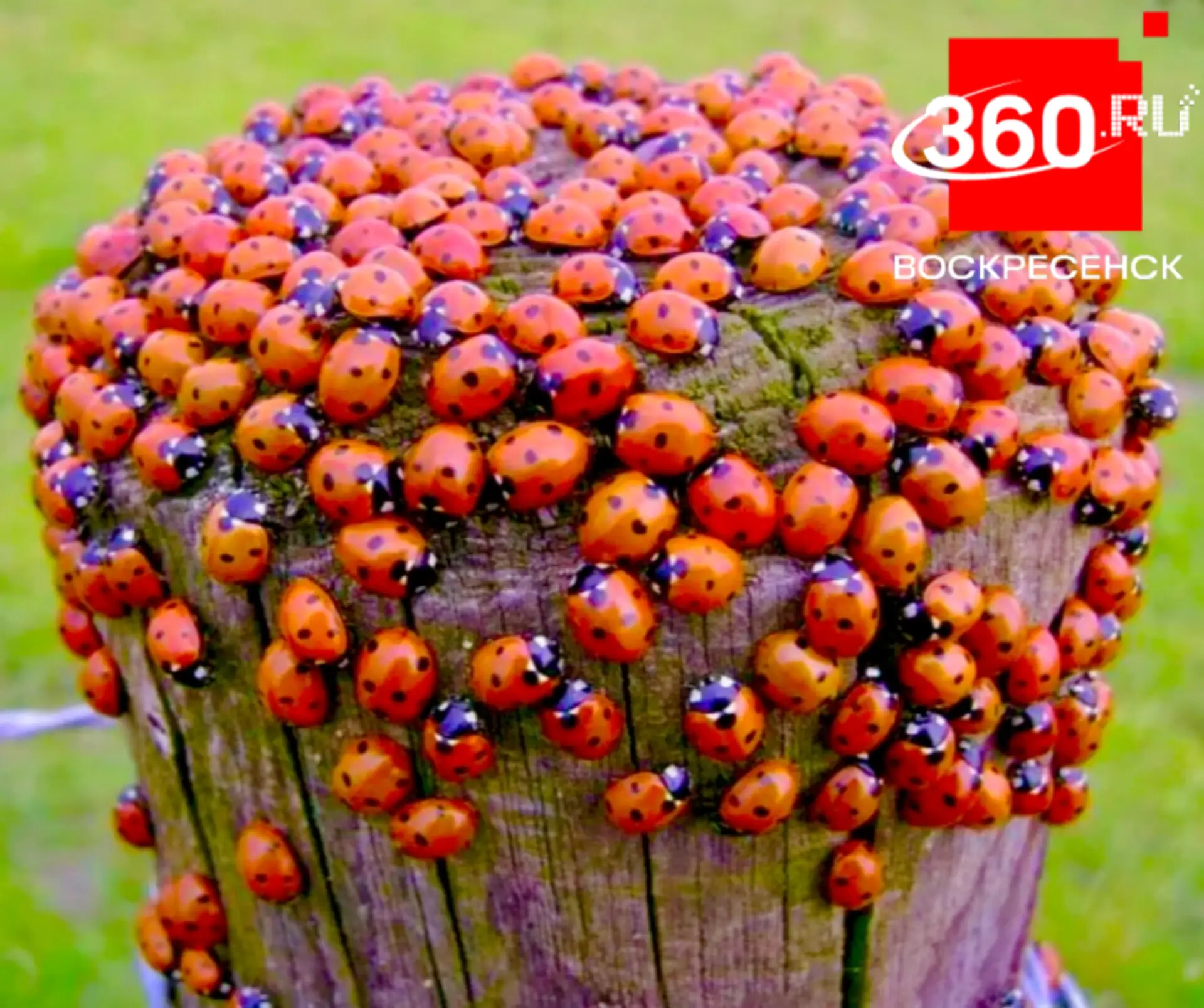 🐞 Полчища божьих коровок залетают в квартиры в поисках убежища и зимовки