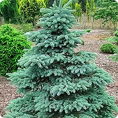 🌲Ель колючая «Сан Хуан» (Picea pungens 'Glauca San Juan') не имеет отдельного дикого п...