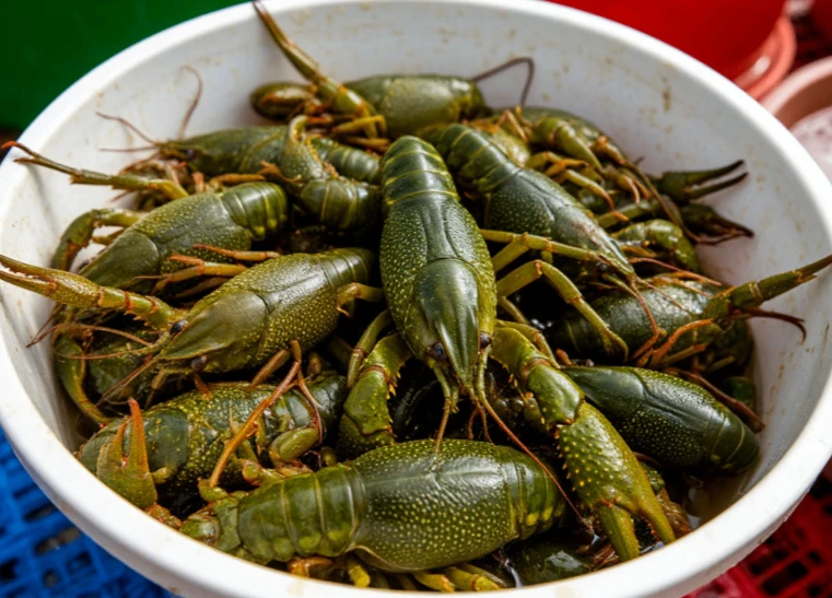 🦞 В Новошахтинске двух браконьеров осудили за вылов 302 раков