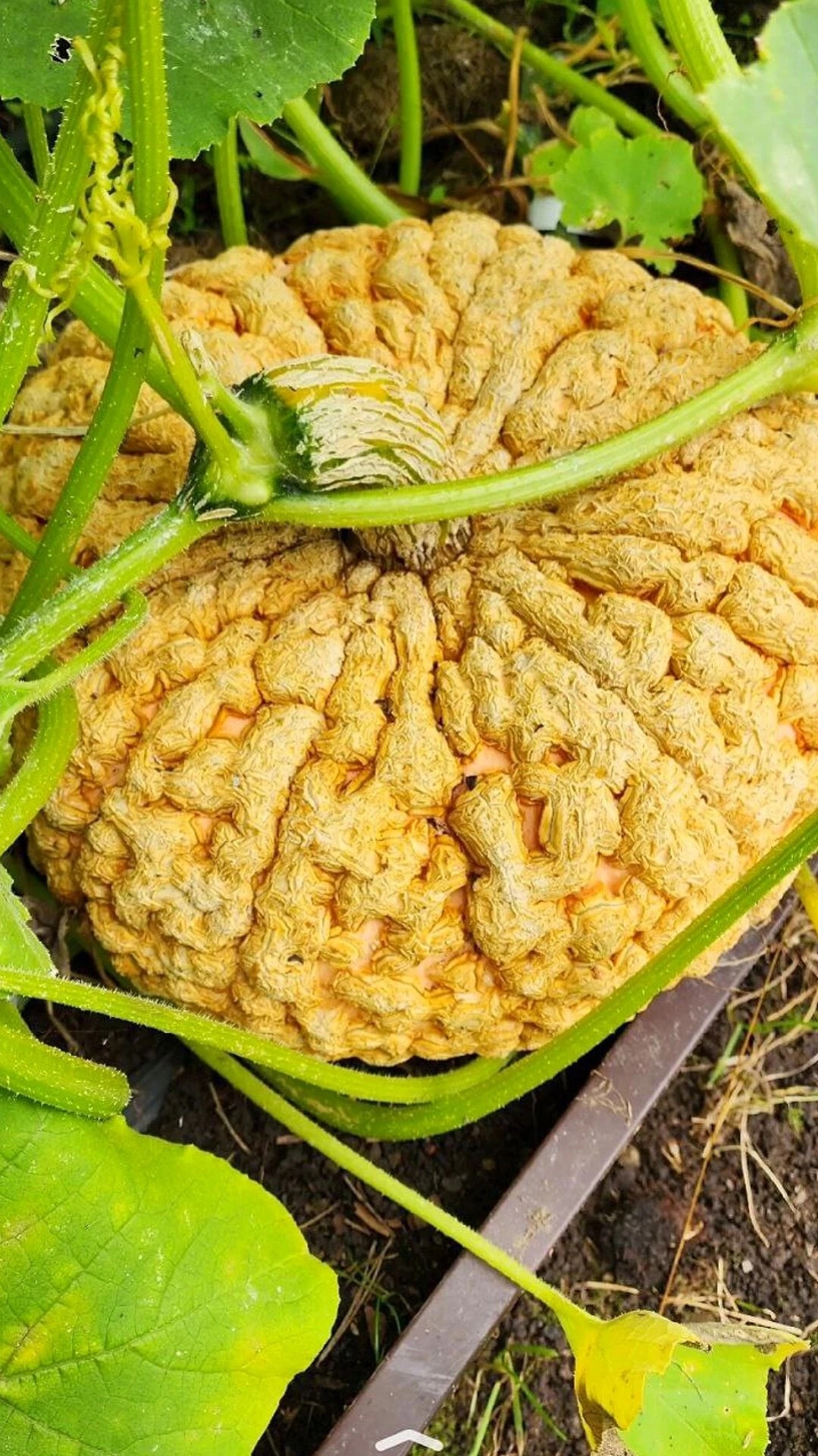 🌱 Какое растение вы больше никогда не станете выращивать?