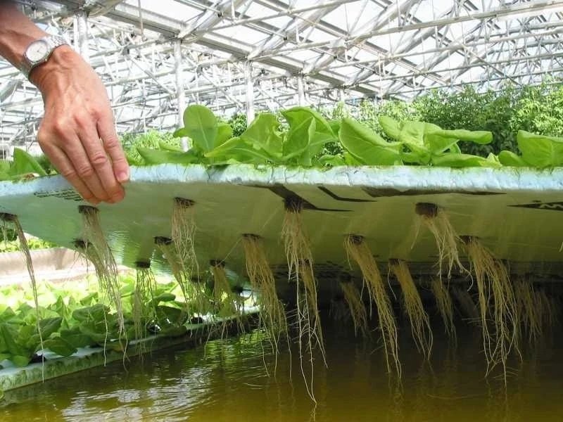 ГИДРОПОНИКА 🌿
