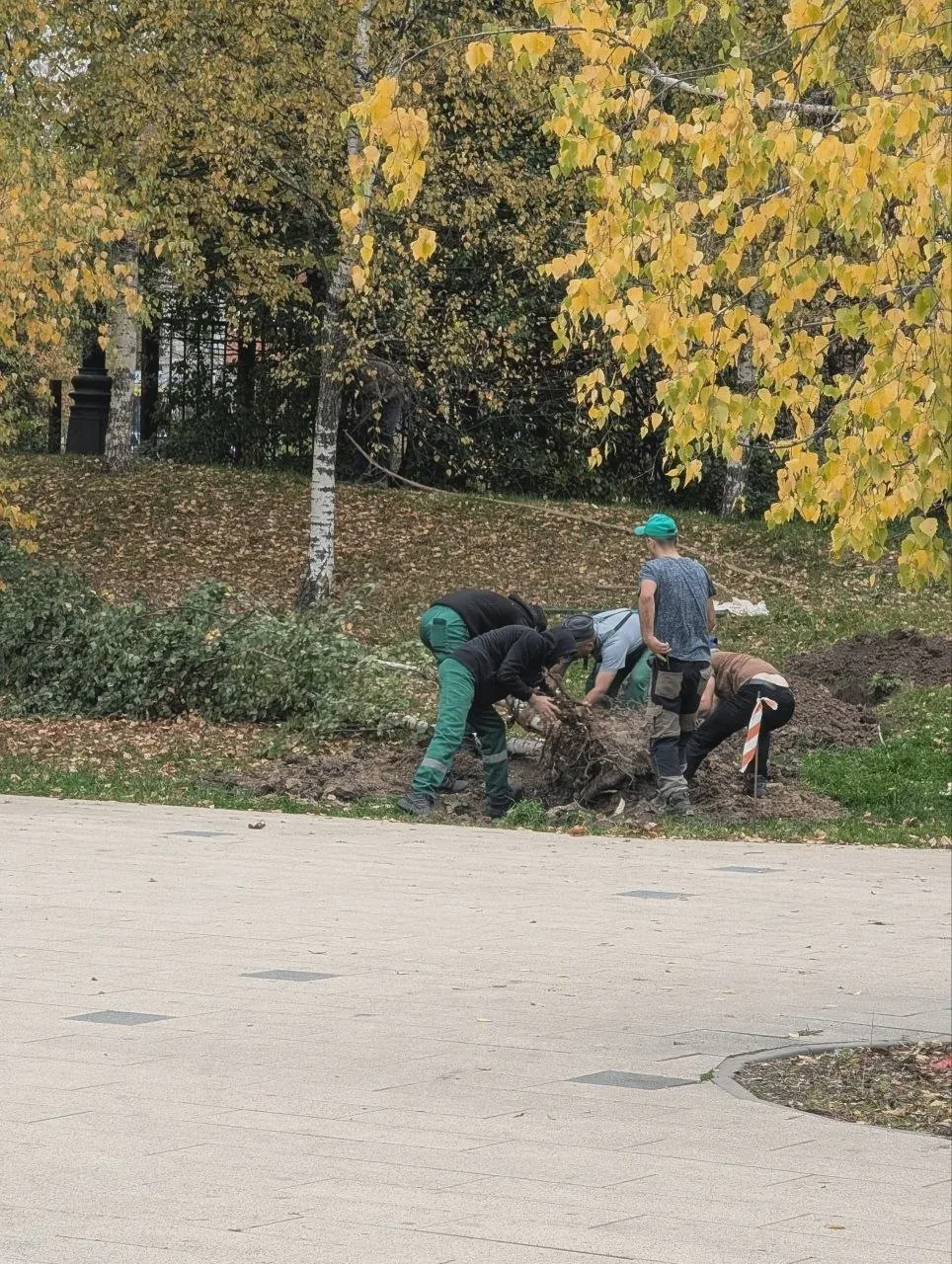 Жители опасаются за берёзы в Парке Мира
