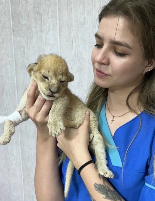 В Тверской области на прием в клинику привезли новорожденного львенка.