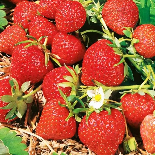 Хотите вырастить большую клубнику на своем участке? 🌱