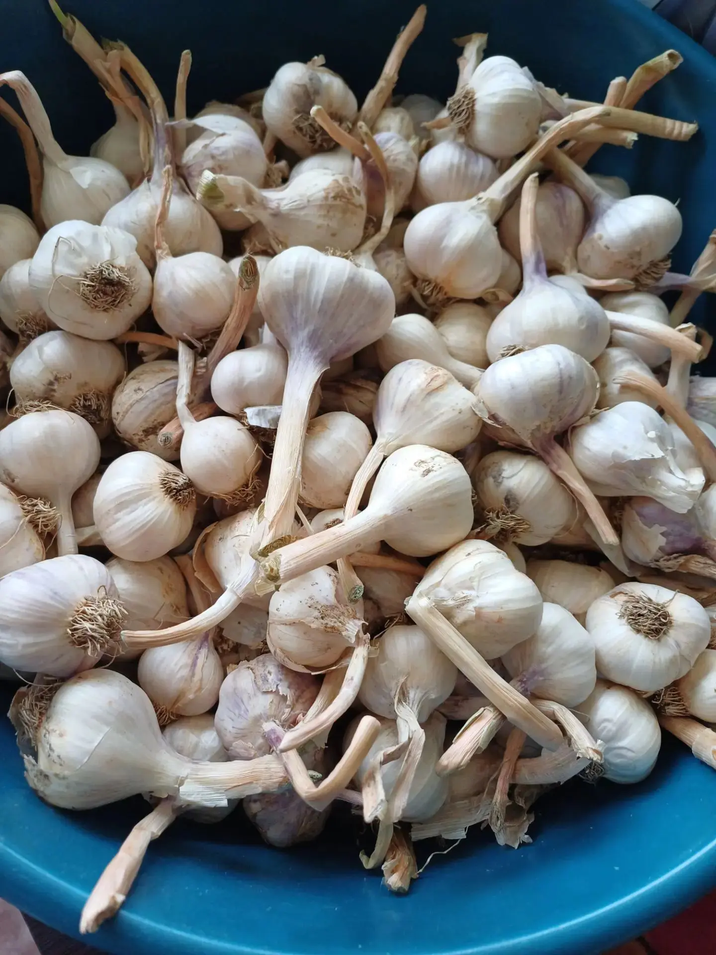 Продам домашний чеснок, цена 40 руб./головка. Самовывоз мкр. Северный, доставки нет. 79...
