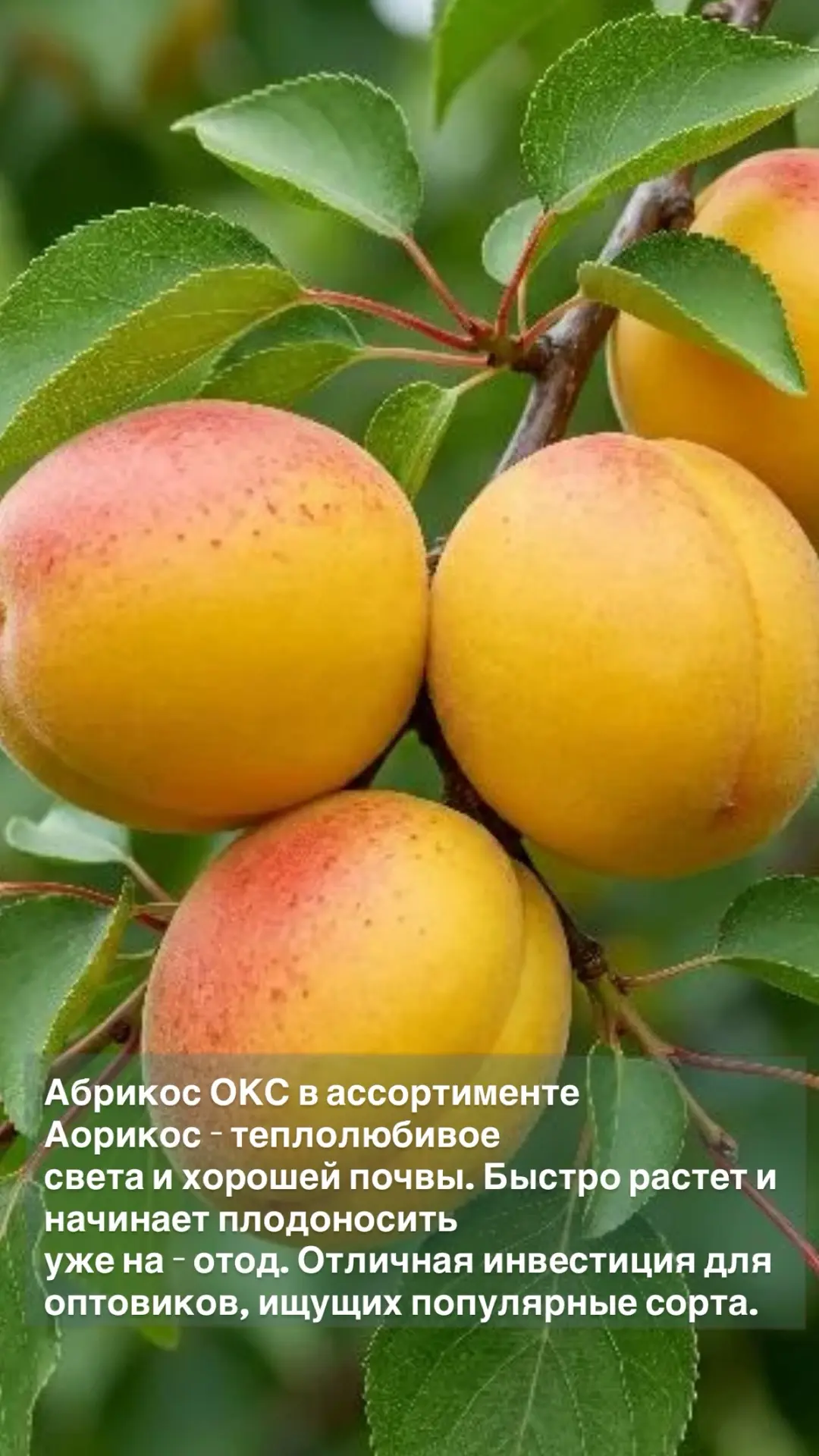 🔥 Последний вагон на закупку плодовых ОКС — успеваете?
