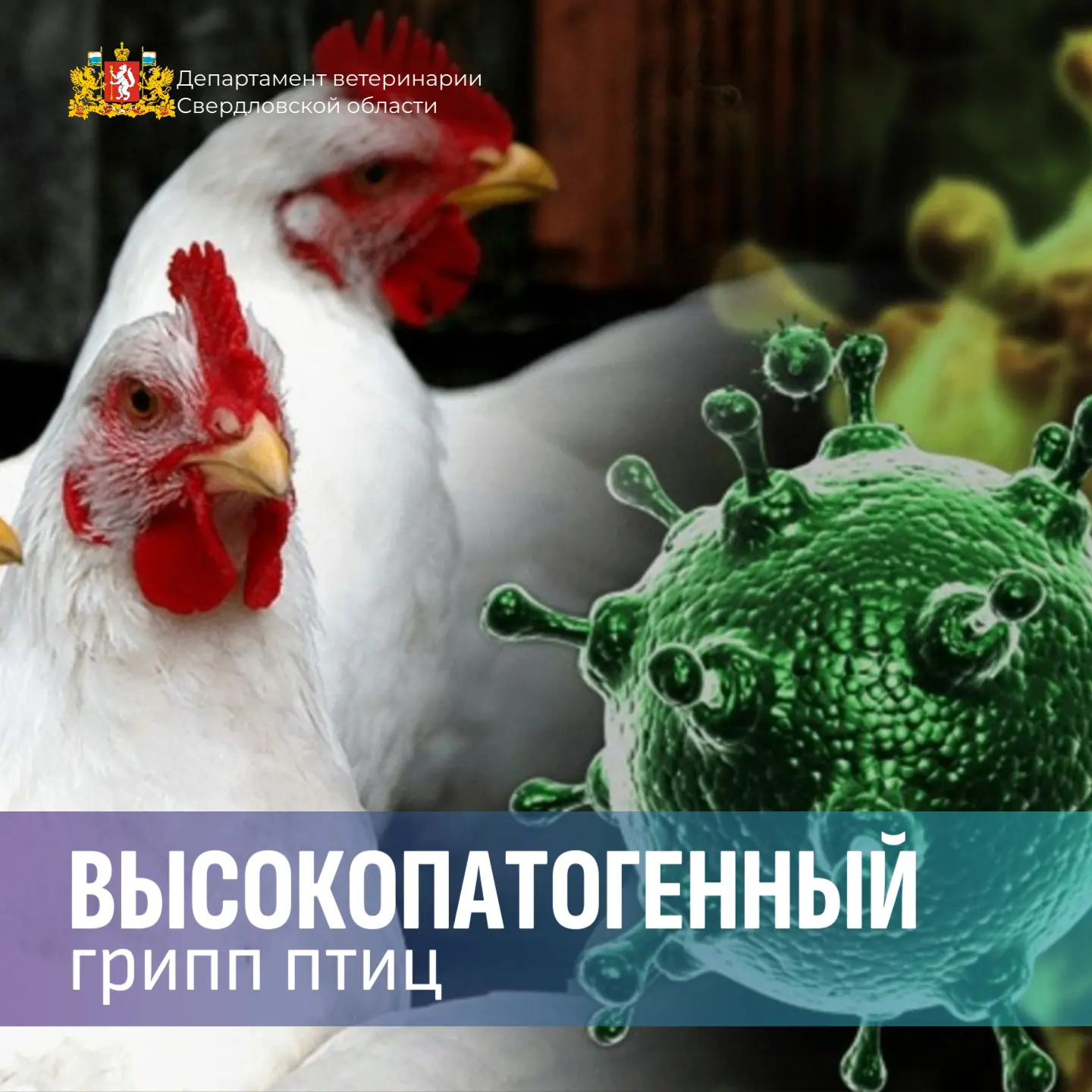 🐦 Профилактика высокопатогенного гриппа птиц