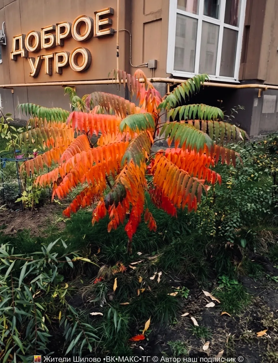 А вы заметили, как красиво осень раскрасила Шилово? 🍁
