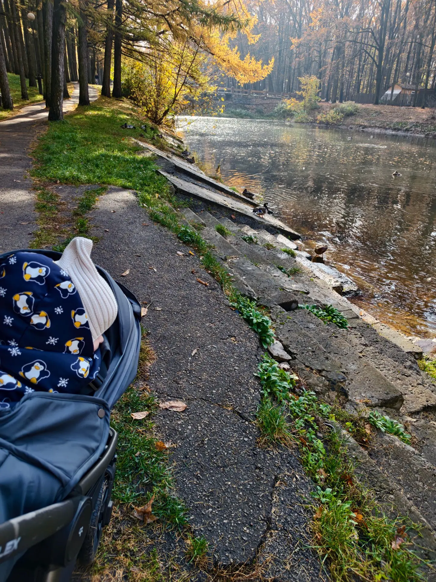 Ведем утреннюю слежку за утками 🦆