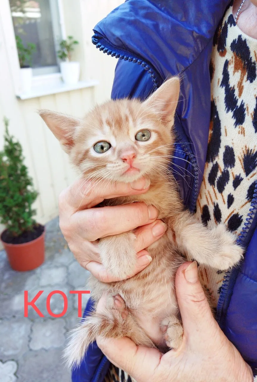 Отдам рыжих котят, 1,5 мес., Гвардейка — центр
