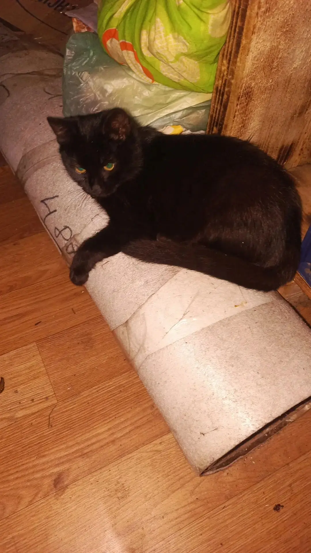 Немного фронтовых котиков)))