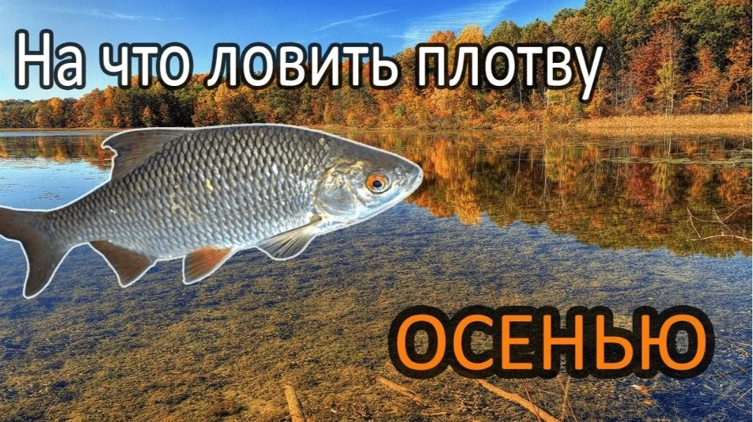 Осенняя ловля плотвы: гид по поиску рыбы, снастям и прикормке