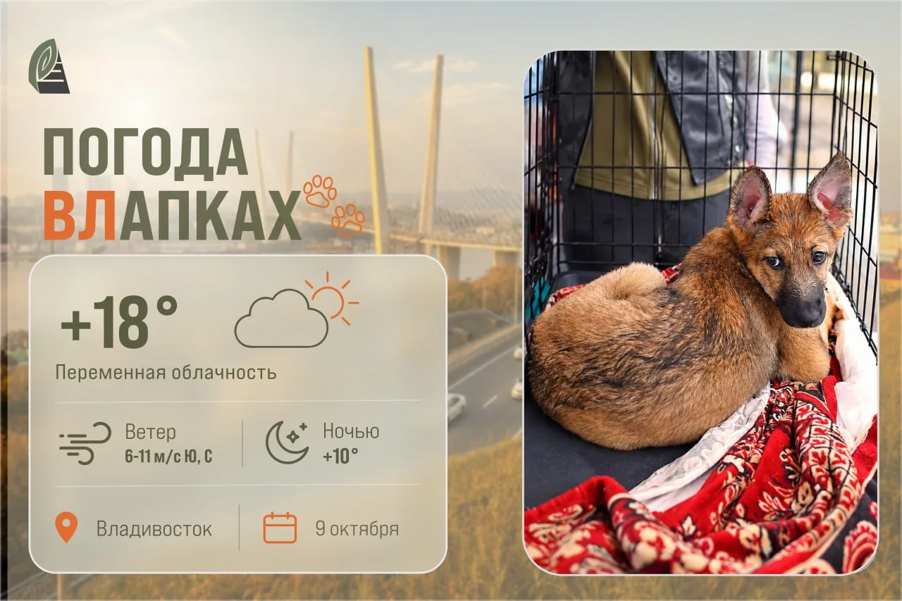 #ПогодаВЛапках
