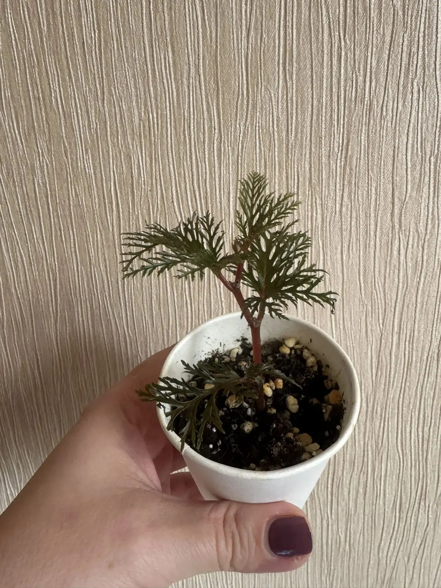 Бегония бипиннатифида / bipinnatifida