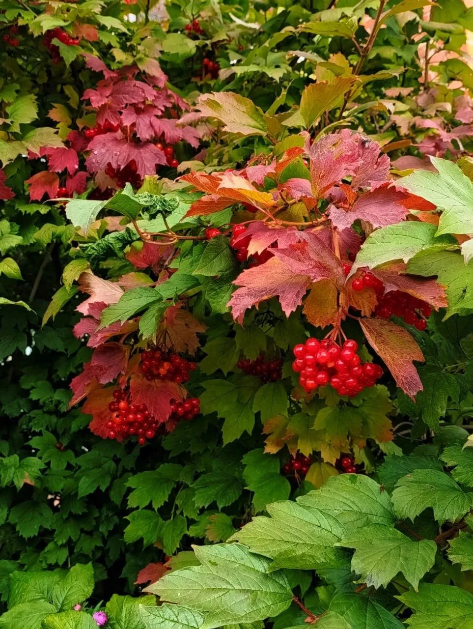 🍁 Хорошего вечера
