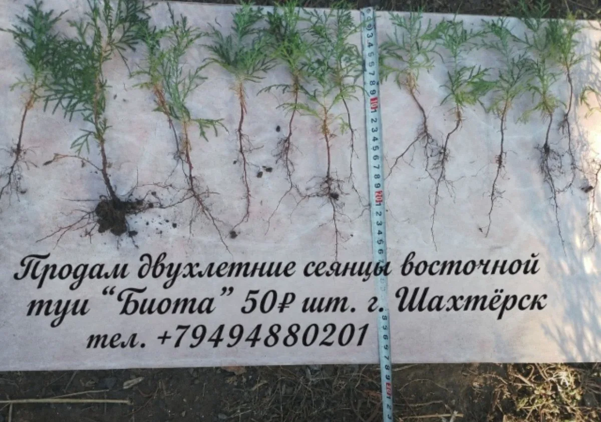 Источник: https://vk.com/wall-180562232_179695
