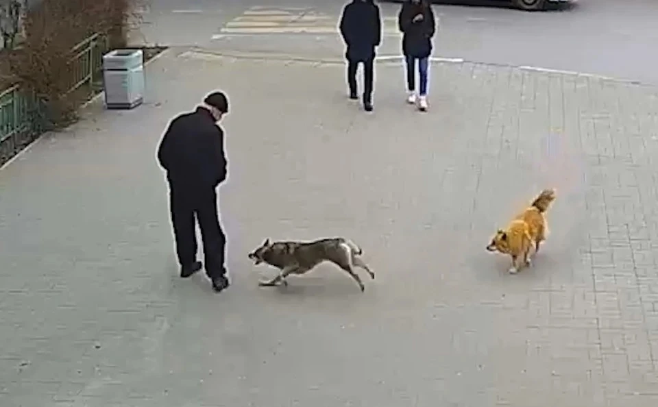 🐕💥 Хроники стерлитамакского сафари: 29 укусов за неделю.
