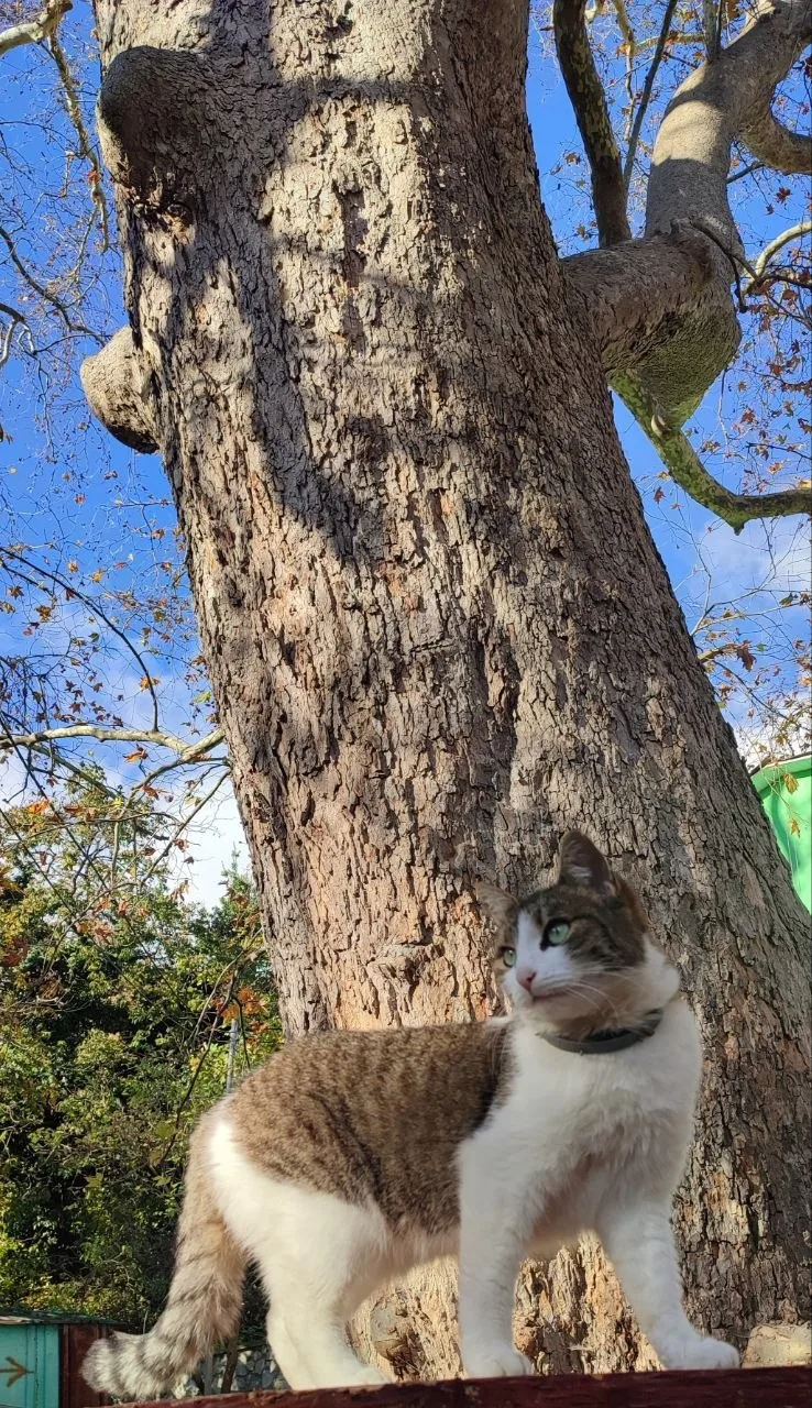 🌳 Знаете, где в Крыму прописалась самая большая романтика? И это не скамейка в Приморс...