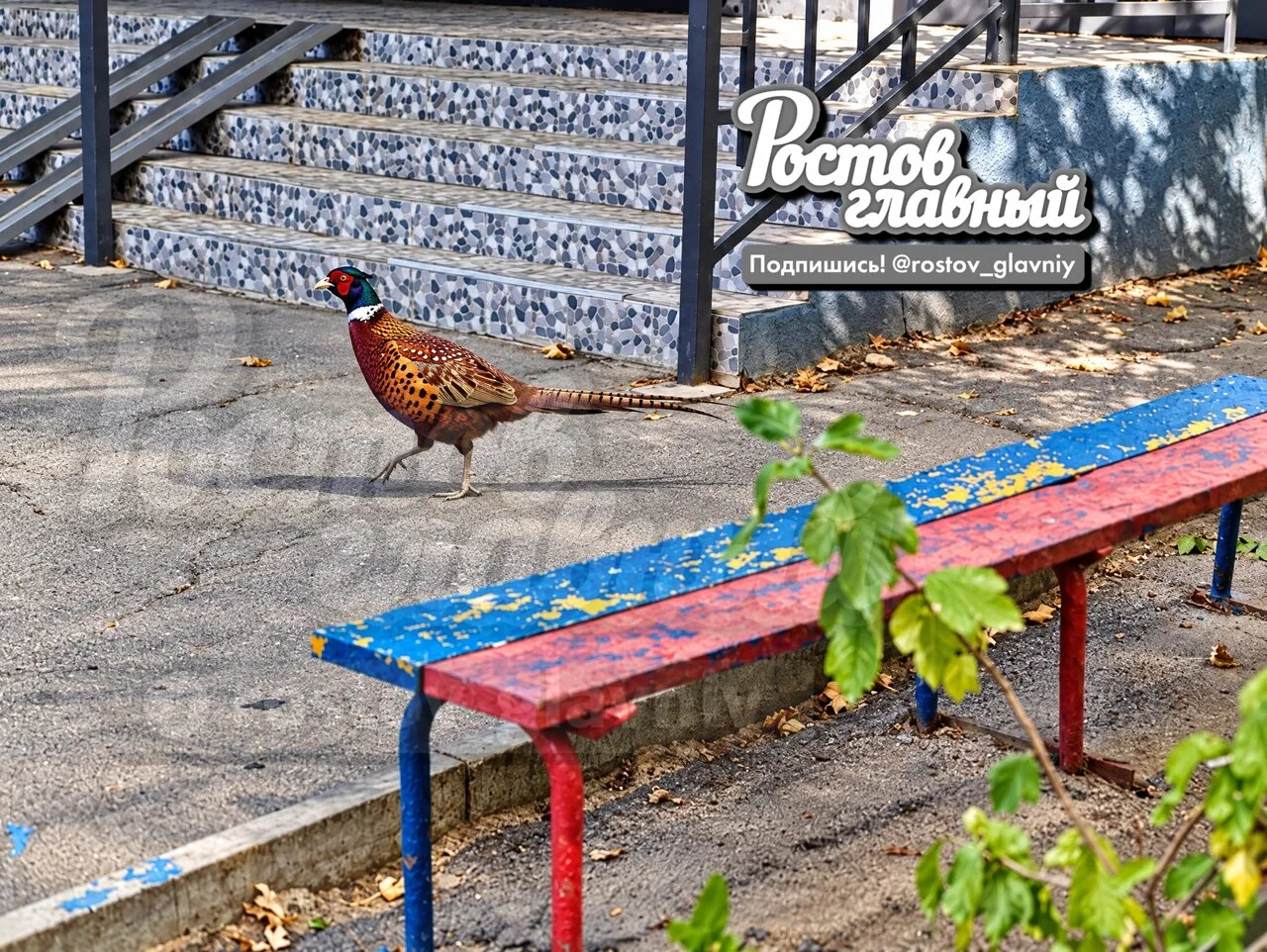 Кто птичку потерял? На Комарова бегал фазан 🦃