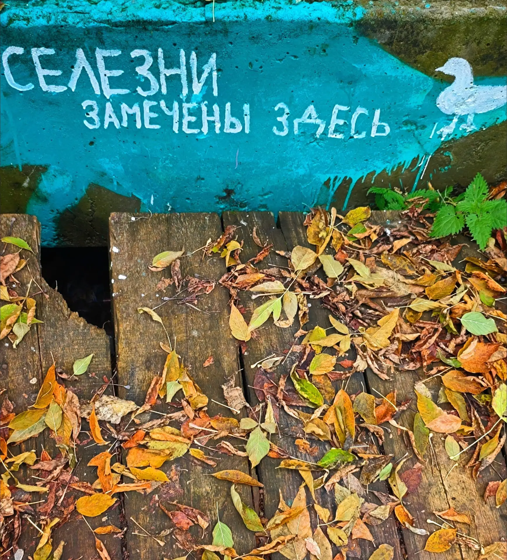 😍 На севере области - медведи, а в Каменске - селезни
