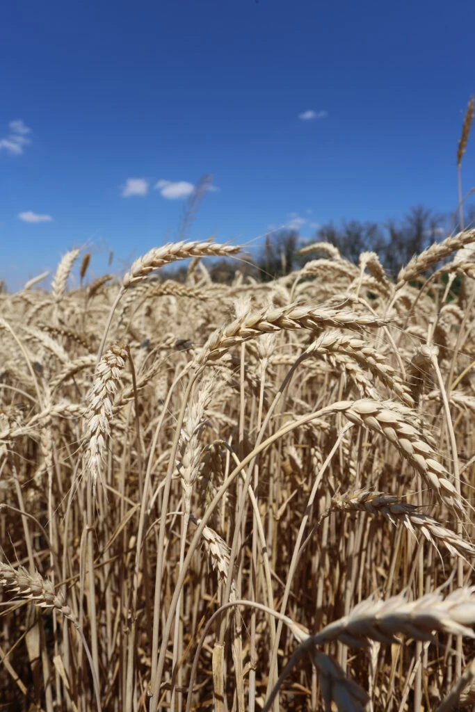 🌾🚜🏆В Зерноградском районе аграрный труд не просто профессия, а часть истории и культ...