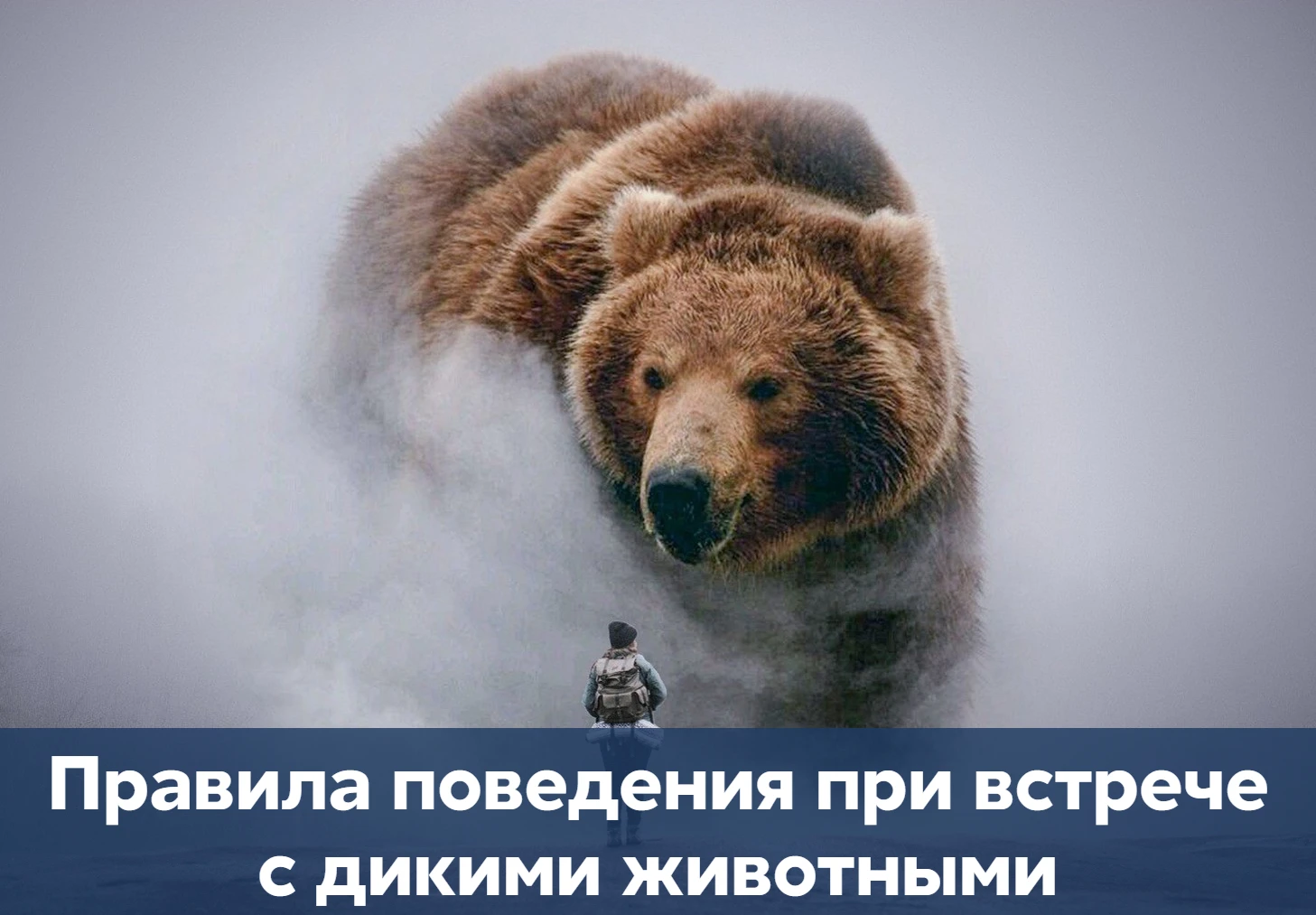 Встреча с дикими животными может обернуться трагедией именно из-за незнания правил пове...