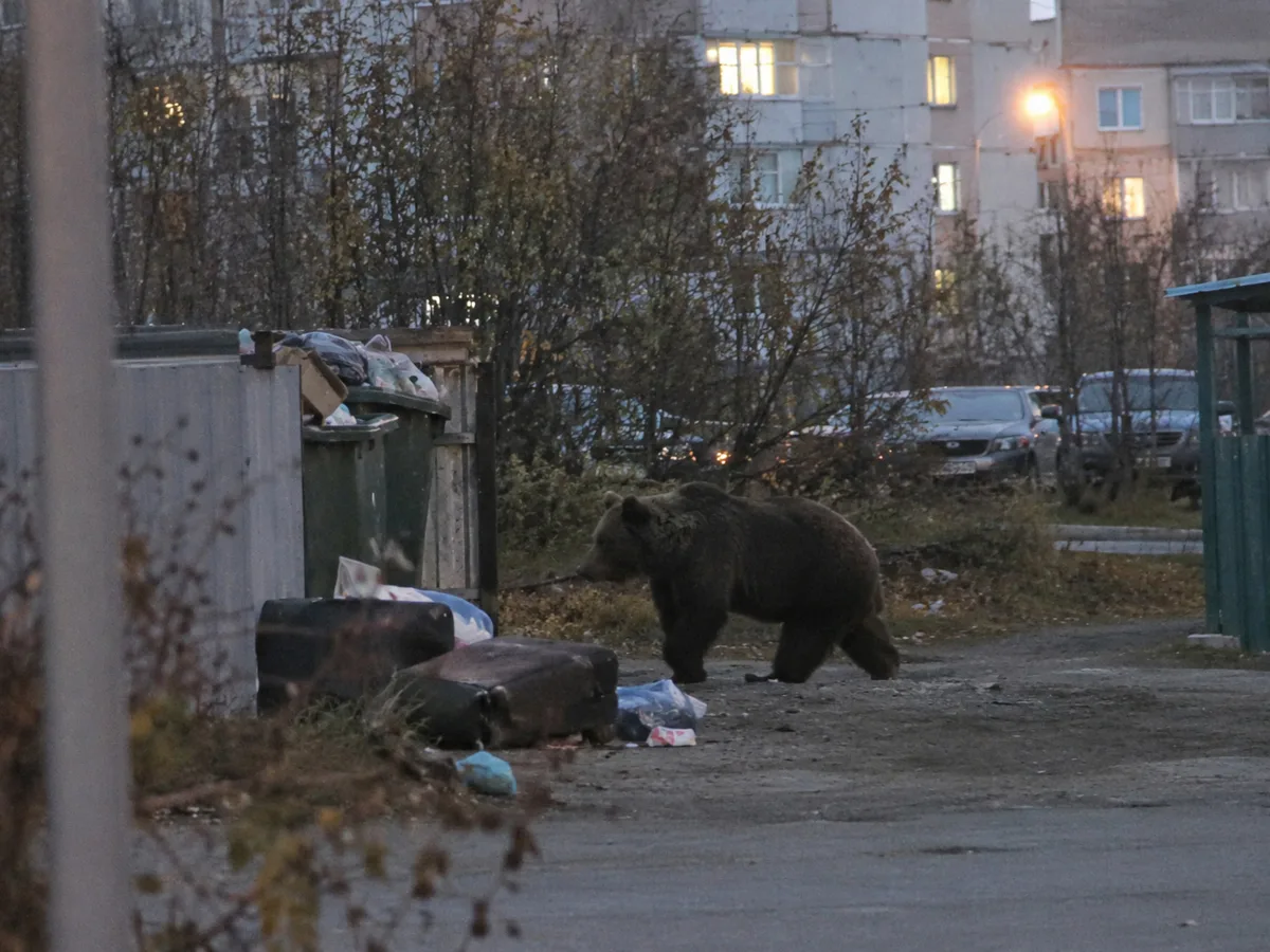 Как понять, что медведь был рядом