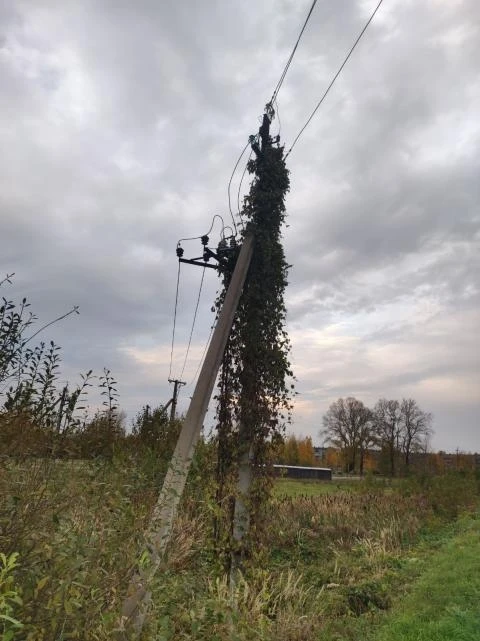 - Пожароопасный столб. Нужно убрать растения со столба, - пишет Игорь М.