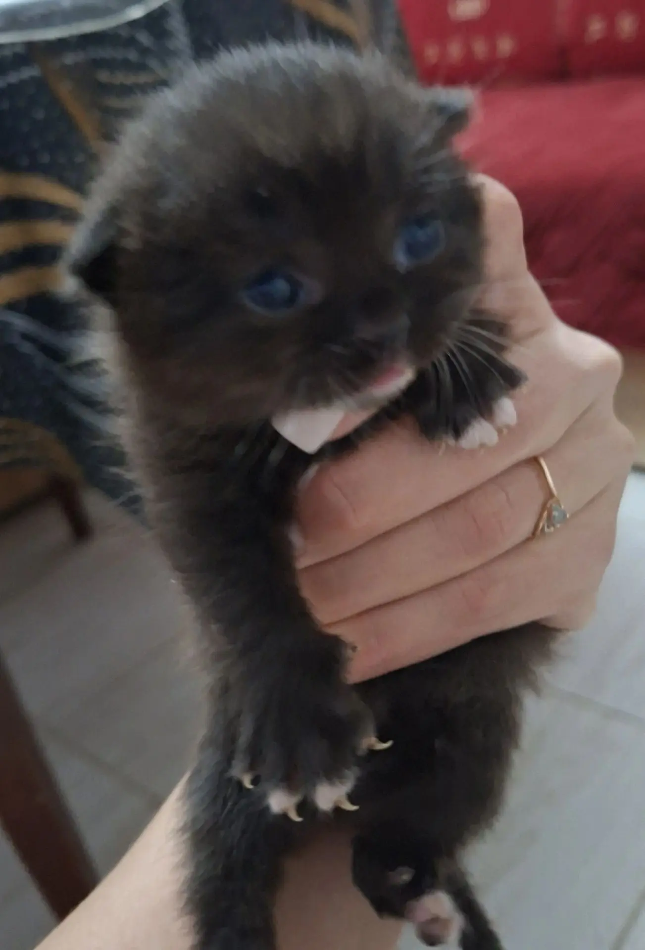 Отдам в добрые руки котят породистой сиамской кошки, папа не установлен )  Очень ласков...