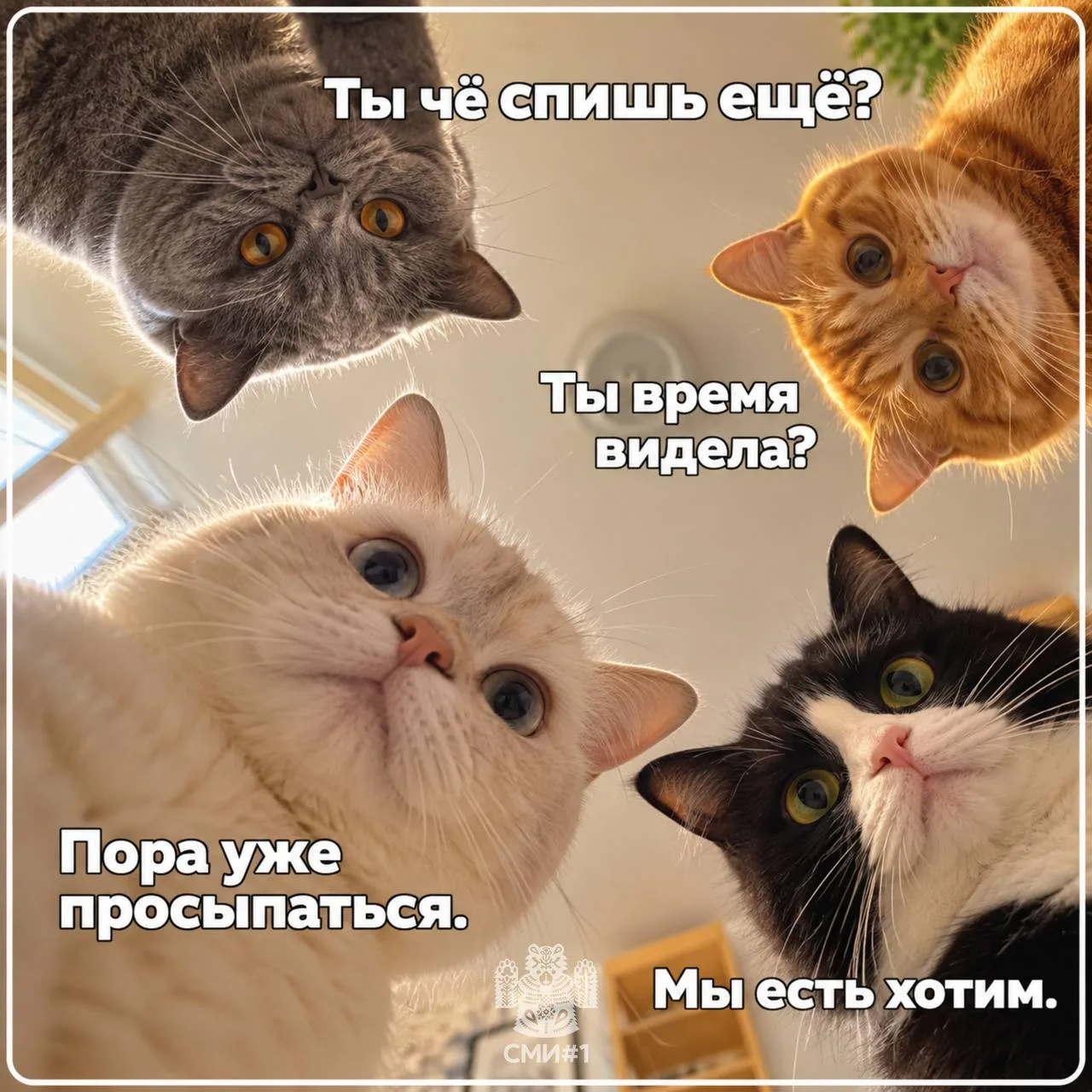 🐱 Доброе утро, Казань! Подъём, пушистая банда уже проголодалась