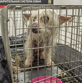 🥹 В Северодвинске нашли собаку, которая почти два месяца выживала на улице