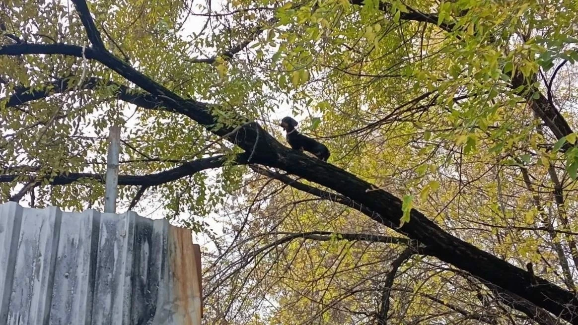 👀В Новокузнецке такса решила покорить дерево, а слезть обратно уже не смогла