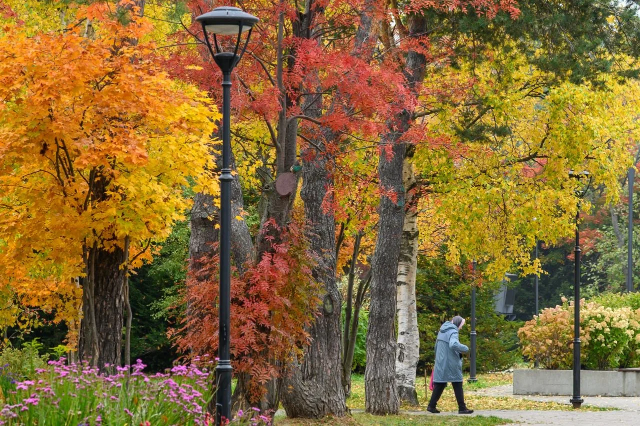 Считанные дни остались до заката золотой осени в Южно-Сахалинске! 🍂