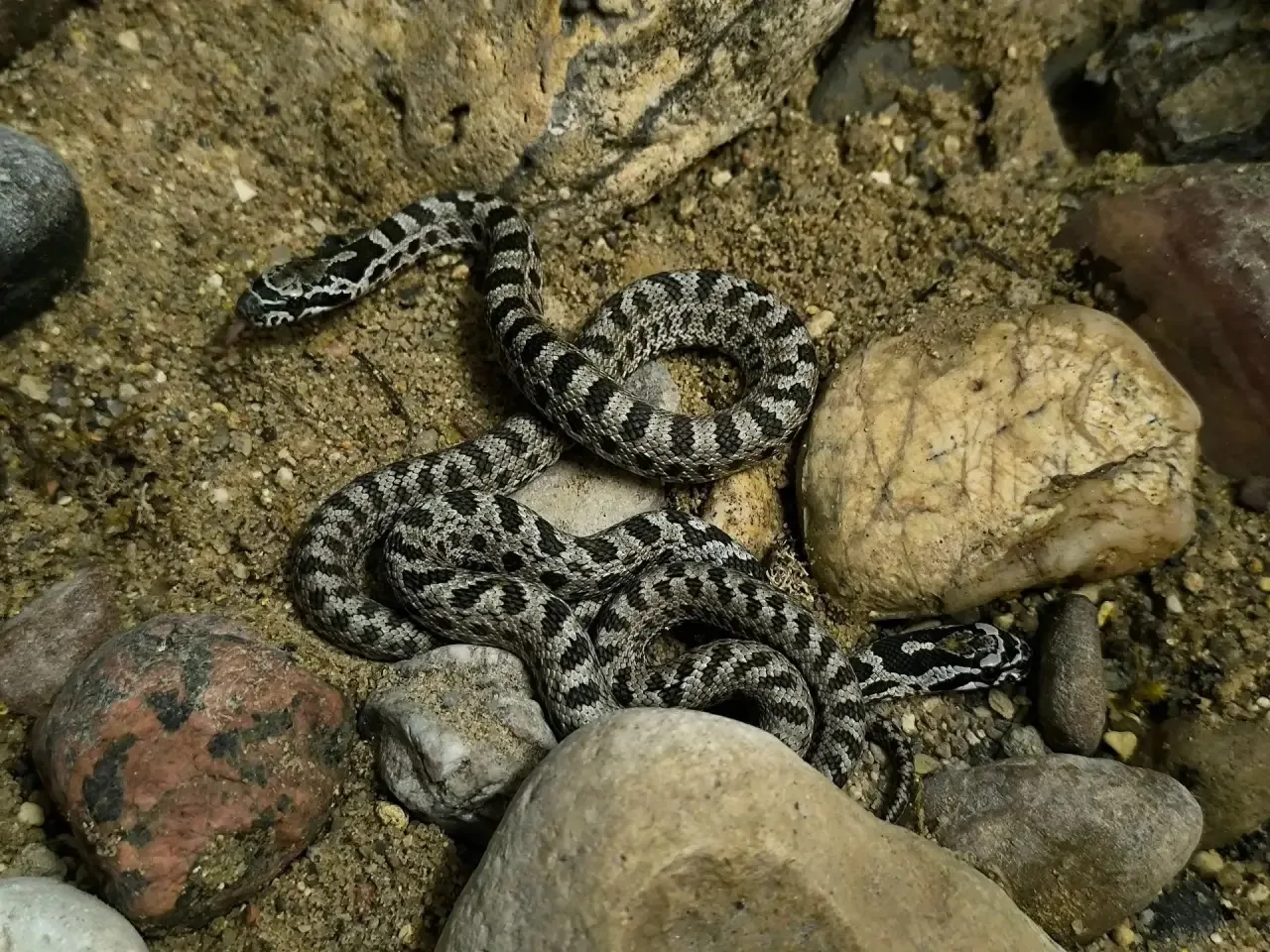 🐍 В Московском зоопарке родился 21 редкий полоз необычного окраса
