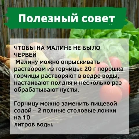 Как защитить малину от червей: проверенные народные рецепты 🍓