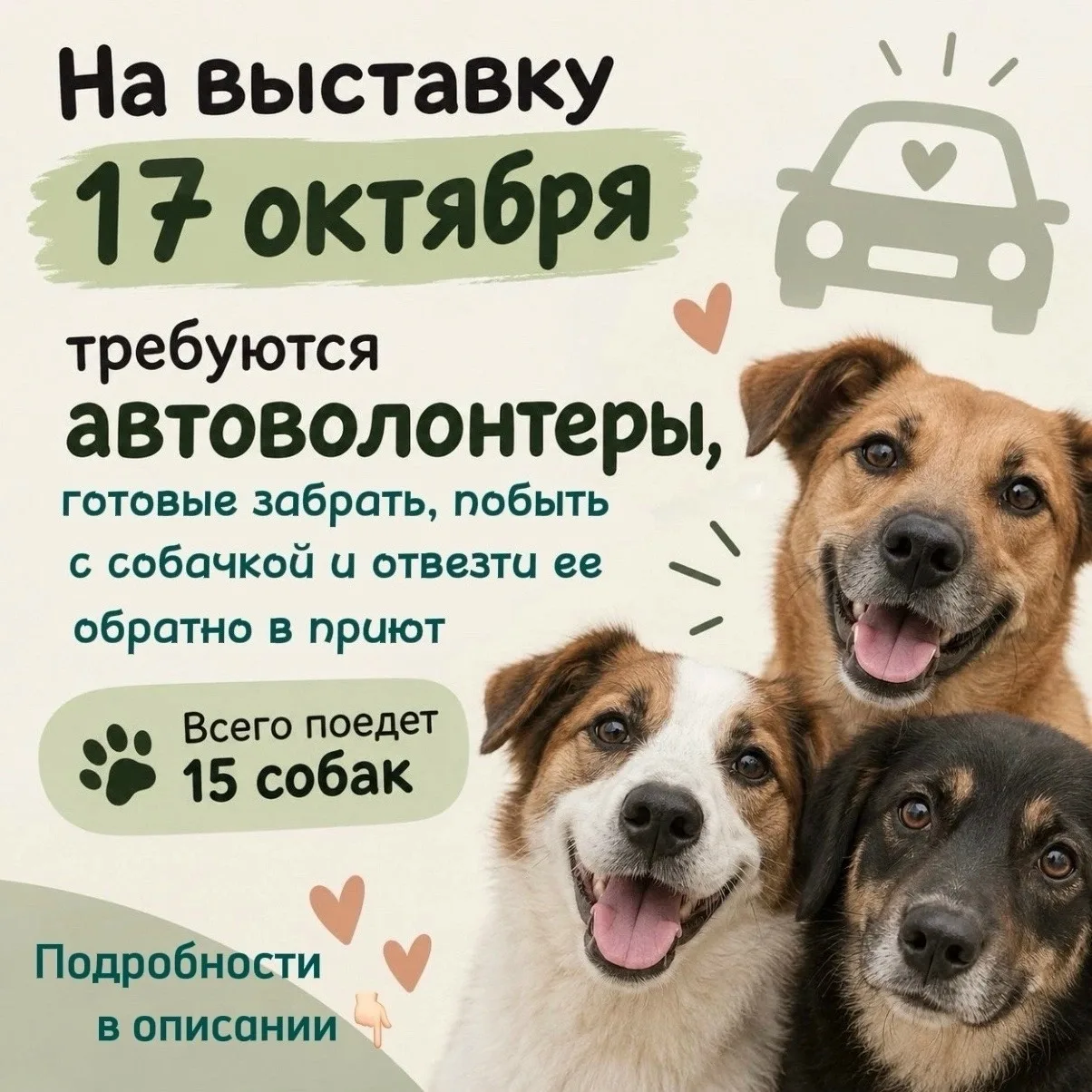 В Курске приют для животных "Право жить" проведет выставку собак