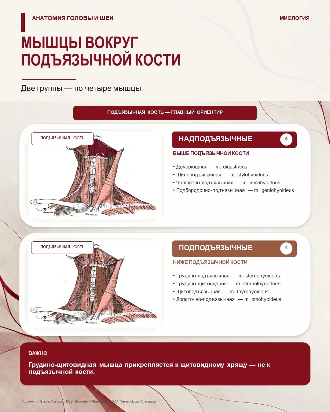 Мышцы вокруг подъязычной кости