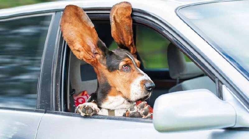 🐶/😺 Женщины в РФ чаще покупают товары для кошек, а мужчины — для собак