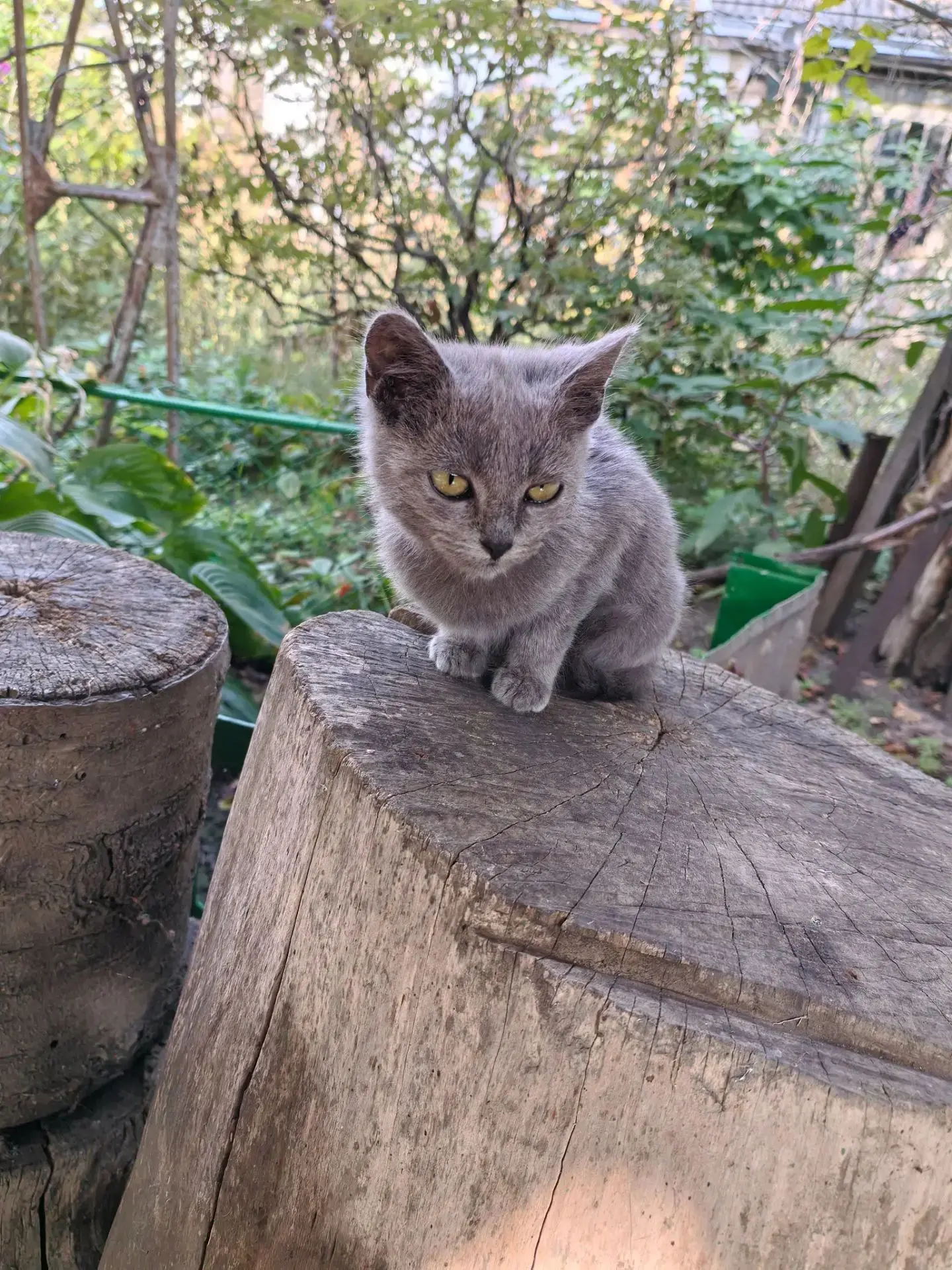 Котята живут в заброшке. 😱