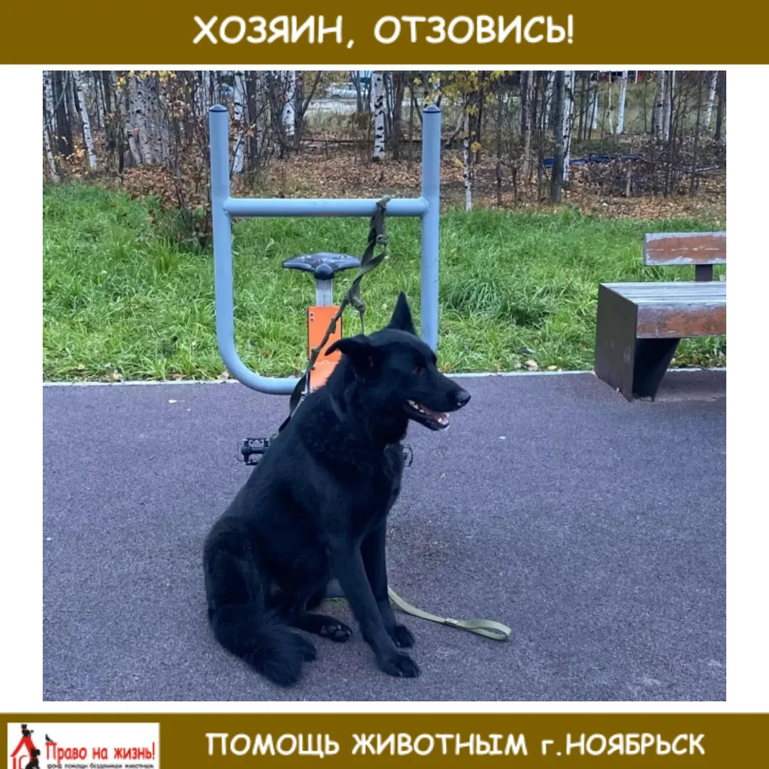 Детская плошадка мамонтенок напротив школы 6 весь день сидит собака. Уже стемнело, за н...