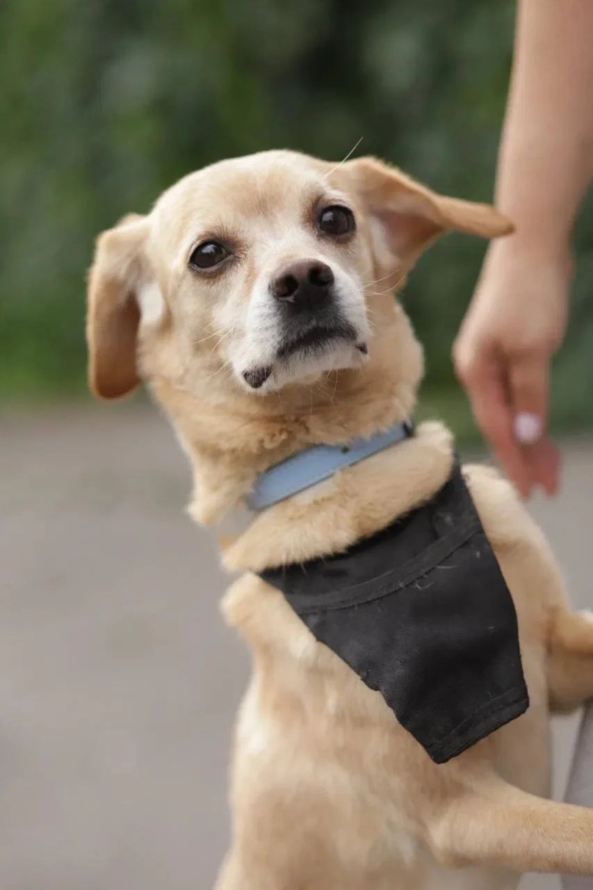 Ищет дом Моника 💔✨