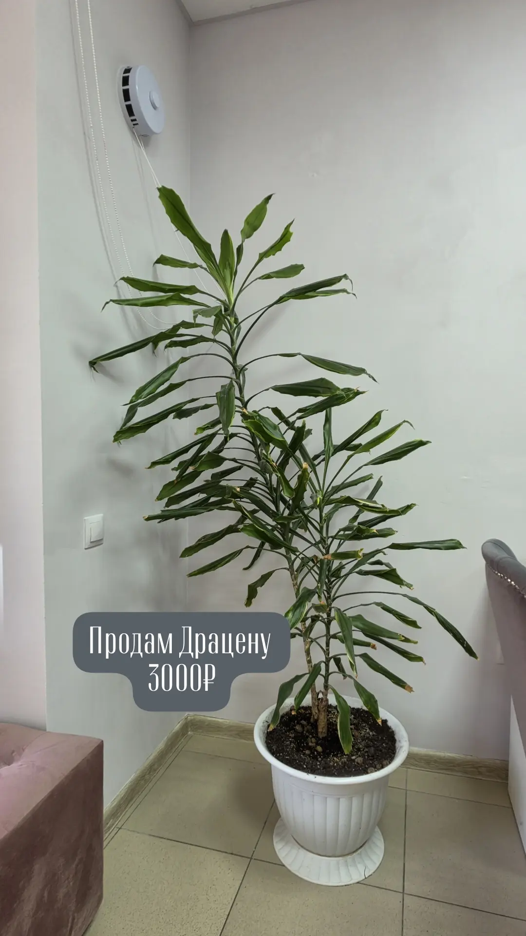 Продам комнатный цветок:
