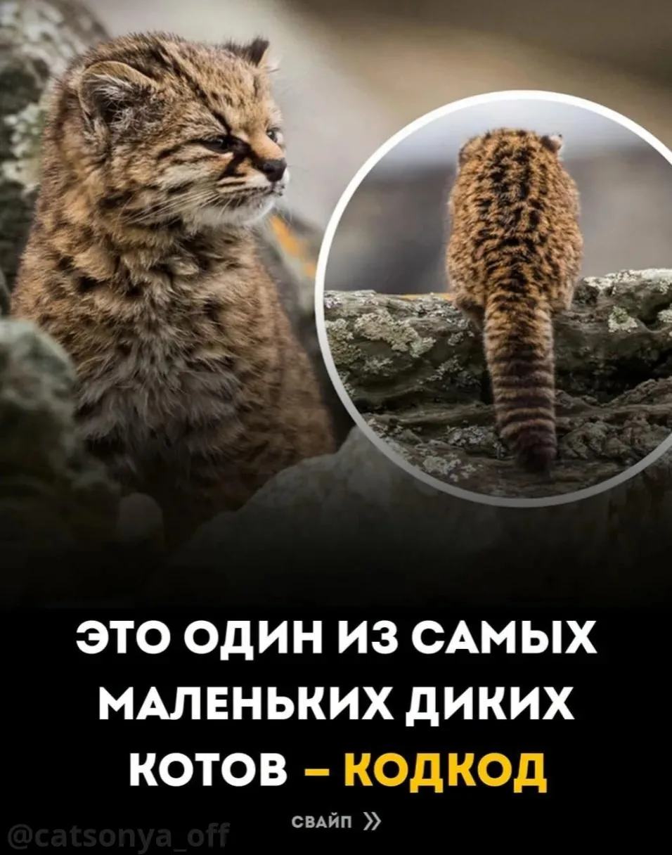 Самый маленький дикий хищник Америки. И почти никто не знает, что он существует. 🐱🌿