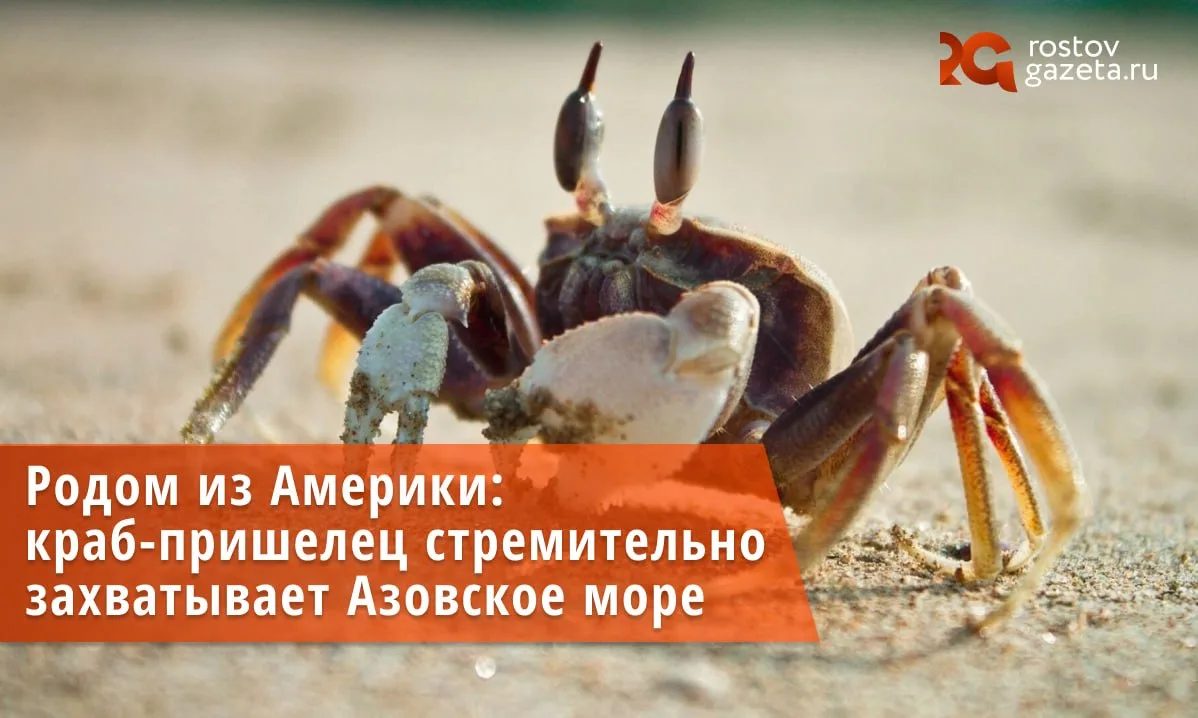 🦀 В Азовском море стремительно расселяется новый чужеродный вид — грязевой краб Eurypa...