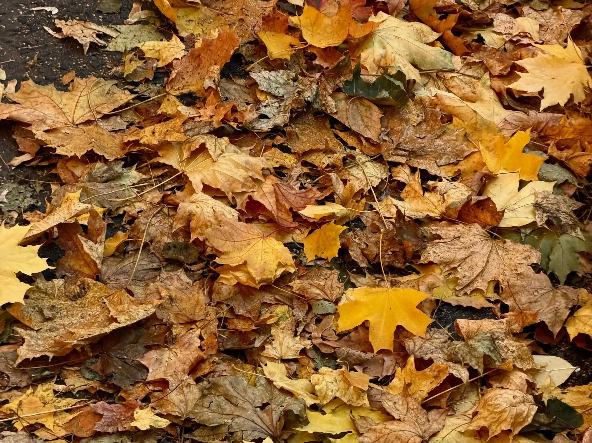 🍁 Дожди и туман ожидаются в Курской области 16 октября
